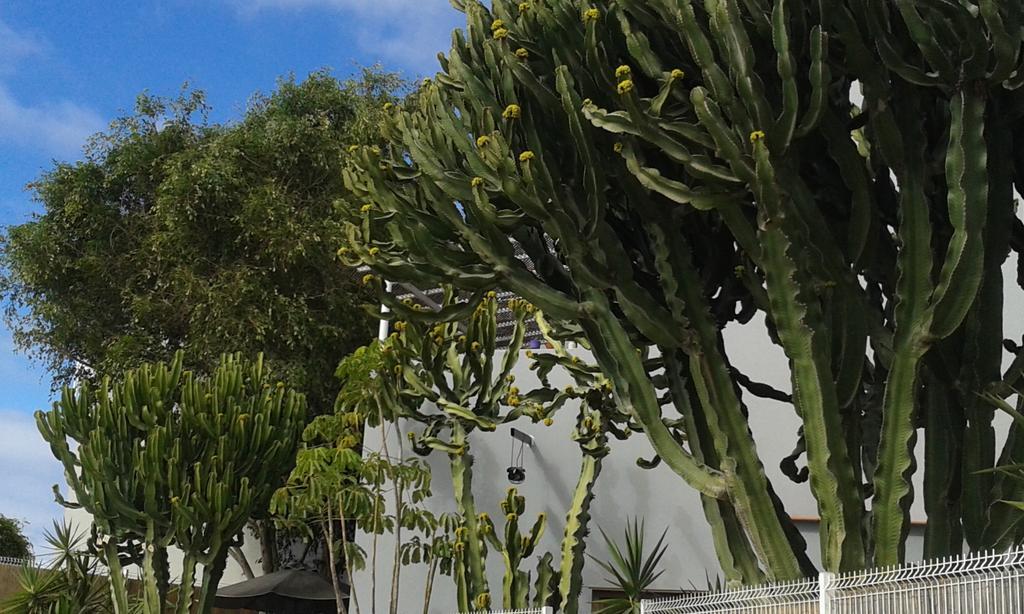 Apartamento Pardela Costa Adeje  Exterior foto